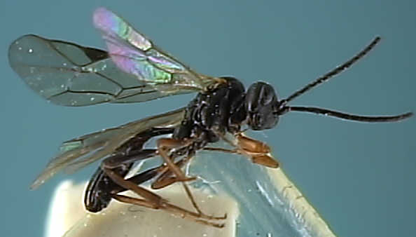 Ichneumonidae 8
